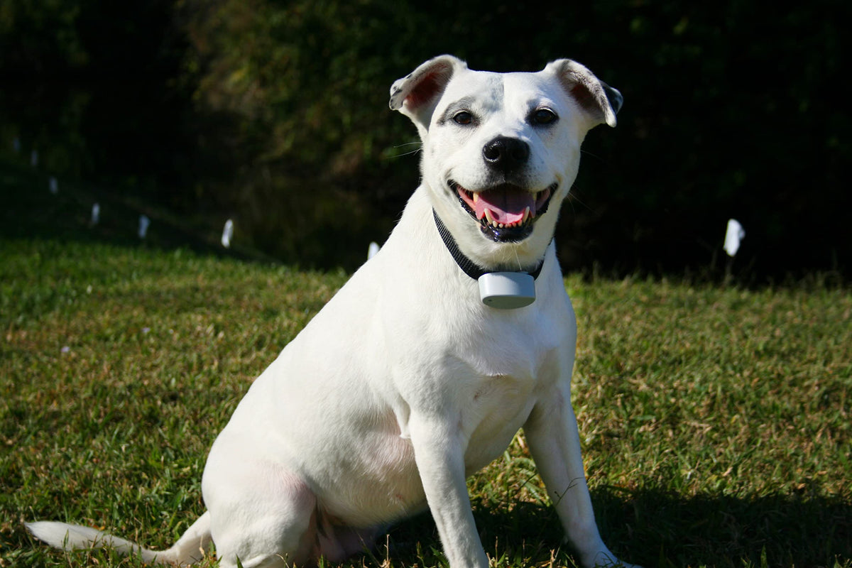Invisible Fence Compatible Dog Collar A747