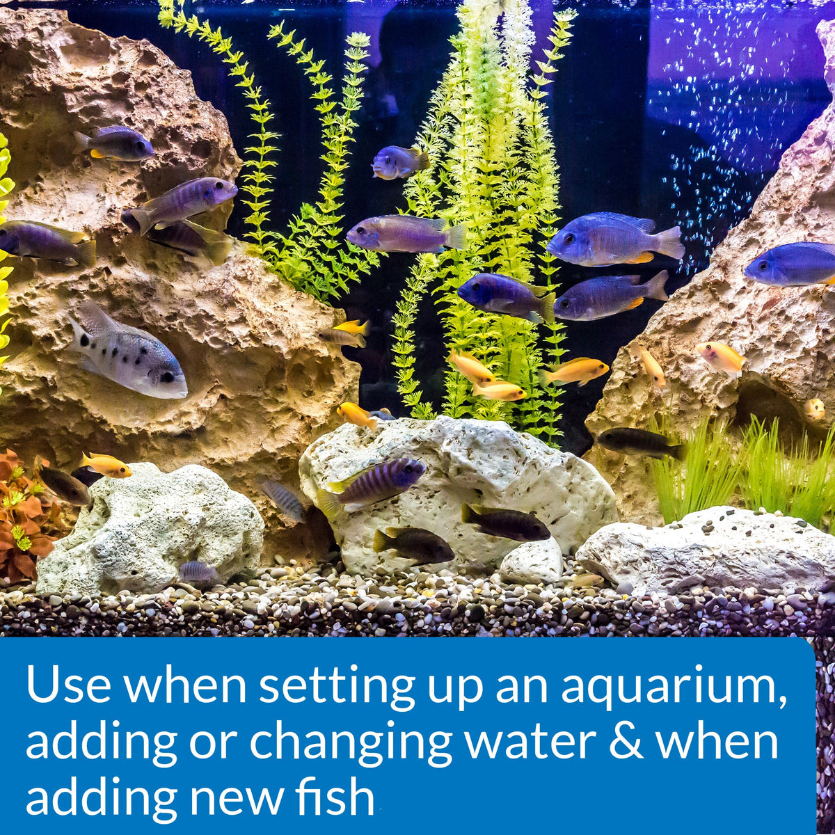 Freshwater & Saltwater Aquarium Nitrifying Bacteria 8 oz K71875